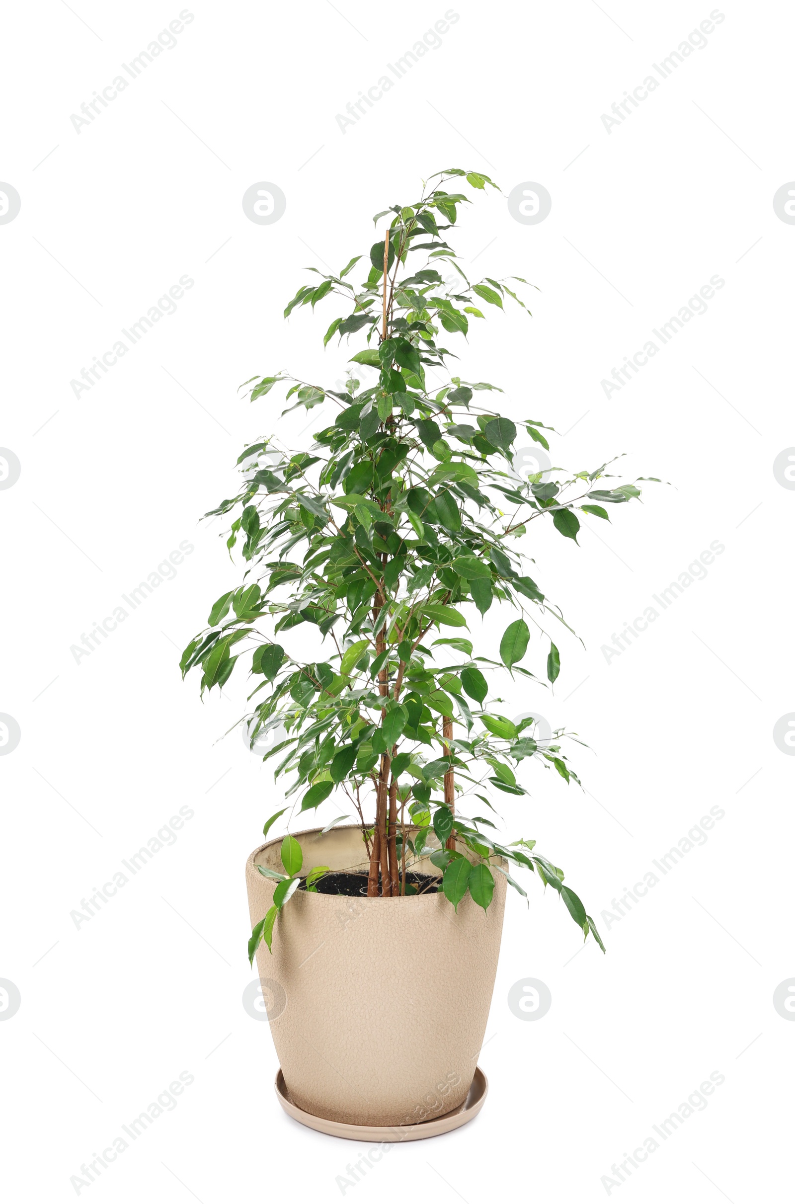 Photo of Beautiful ficus in pot on white background