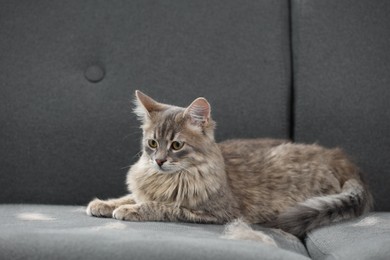 Photo of Cute cat and pet hair on grey sofa