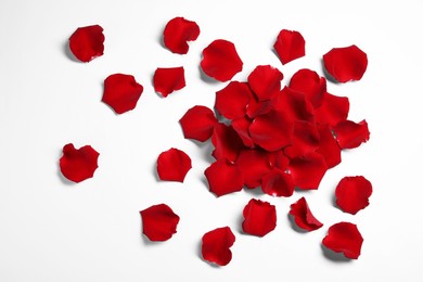 Beautiful red rose petals on white background, top view