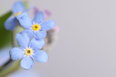 Photo of Beautiful forget-me-not flowers on grey background, closeup. Space for text