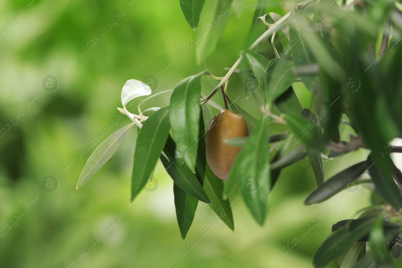 Photo of Twigs with fresh green olive leaves and fruit on blurred background. Space for text