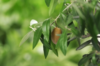 Twigs with fresh green olive leaves and fruit on blurred background. Space for text