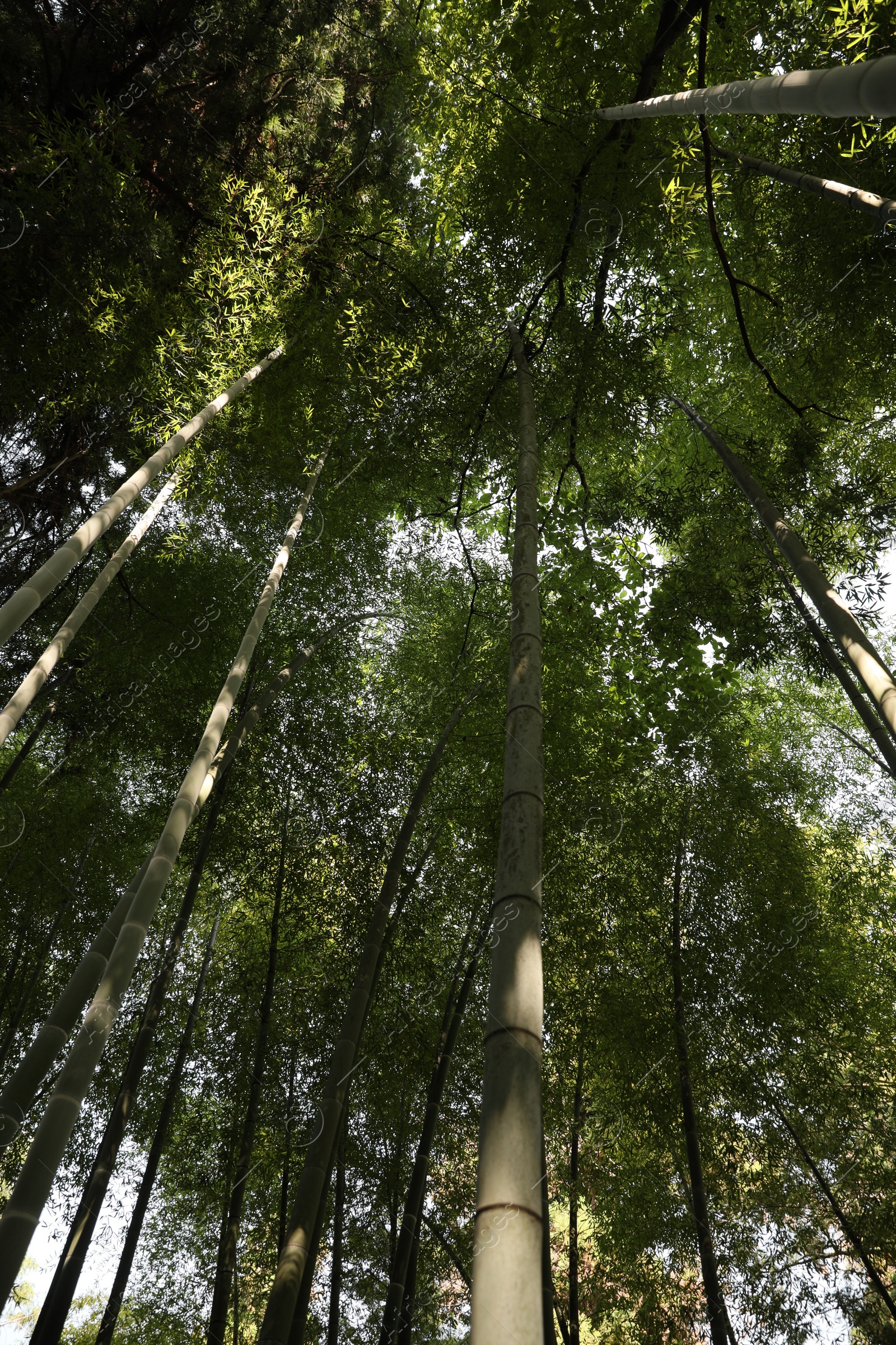 Photo of Beautiful green bamboo plants growing in forest