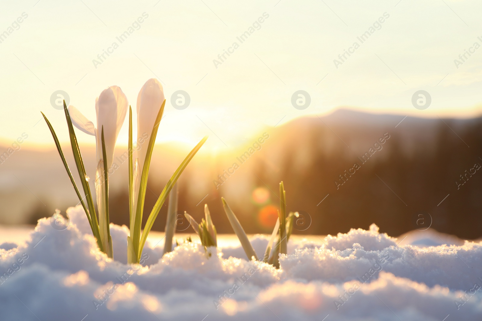 Photo of Beautiful crocuses growing through snow, space for text. First spring flowers