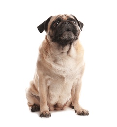 Photo of Happy cute pug dog isolated on white