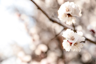 Photo of Beautiful apricot tree branch with tiny tender flowers outdoors, space for text. Awesome spring blossom