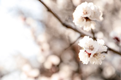 Beautiful apricot tree branch with tiny tender flowers outdoors, space for text. Awesome spring blossom