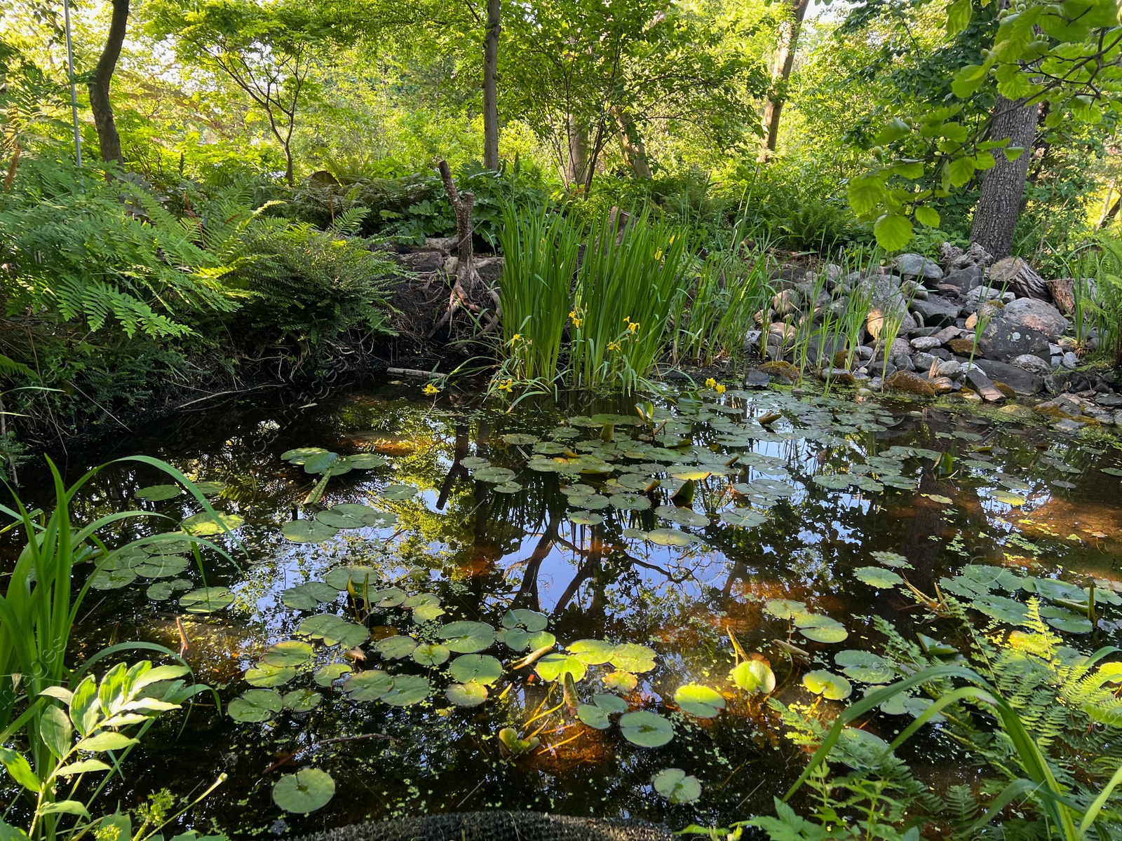 Photo of Plants growing near beautiful pond outdoors on summer day