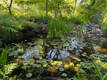 Plants growing near beautiful pond outdoors on summer day