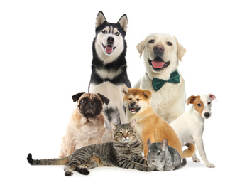 Image of Group of different pets on white background