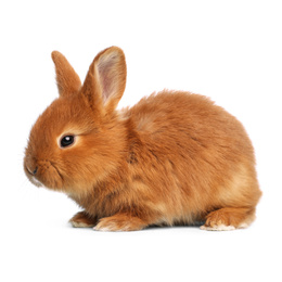 Image of Adorable fluffy Easter bunny on white background