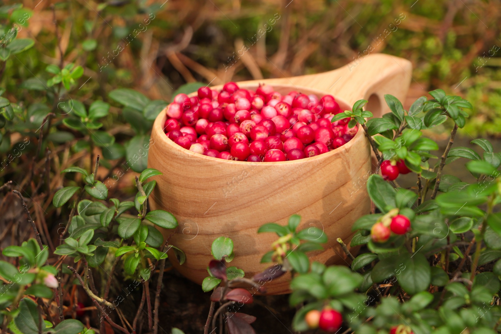 Photo of Many ripe lingonberries in wooden cup outdoors, closeup