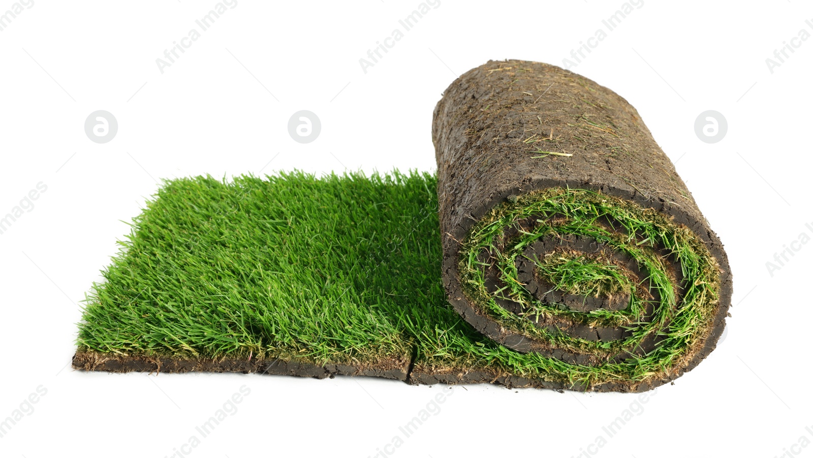 Photo of Rolled sod with grass on white background