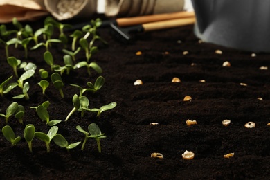 Photo of Gardening tools, corn seeds and vegetable seedlings in fertile soil