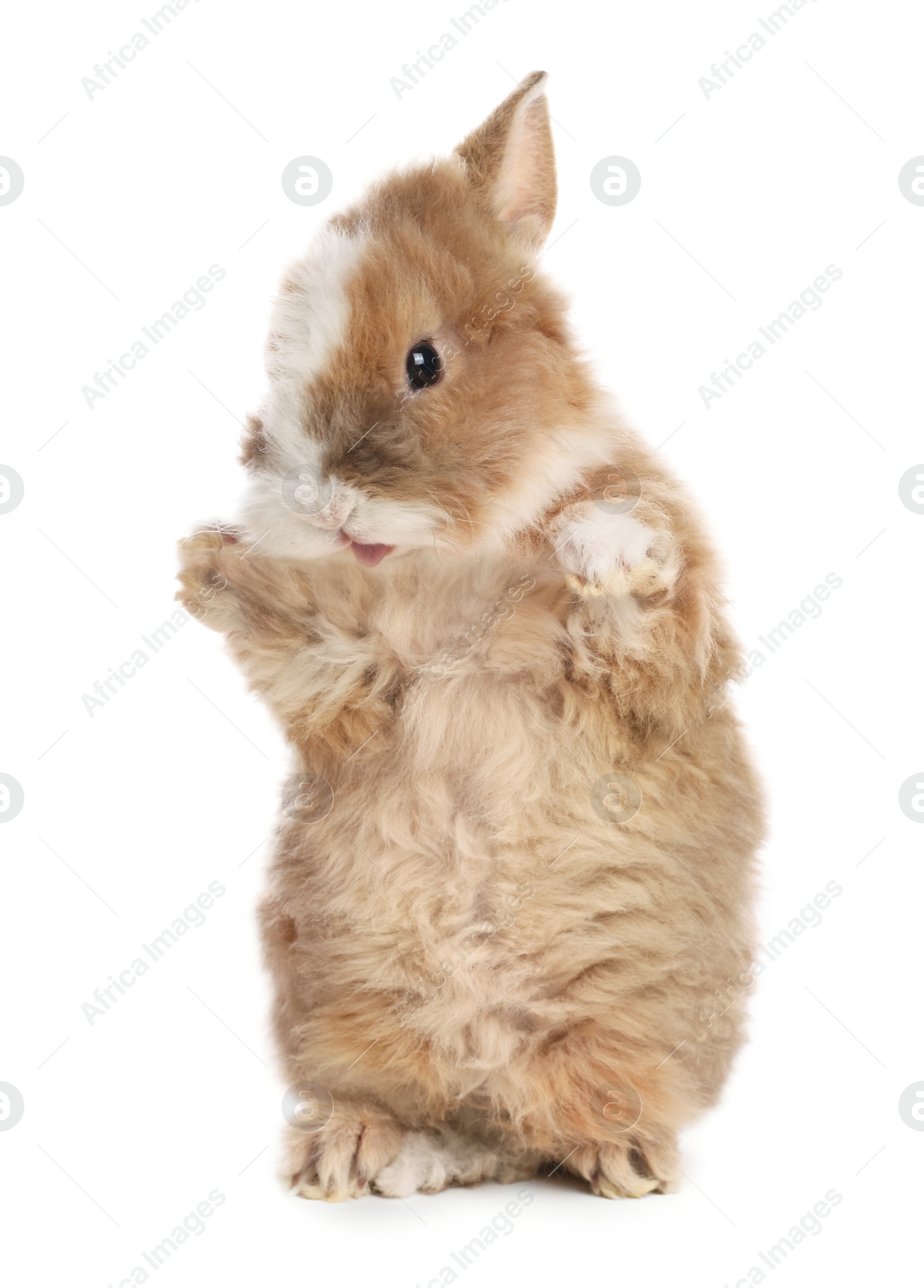 Photo of Cute fluffy pet rabbit isolated on white