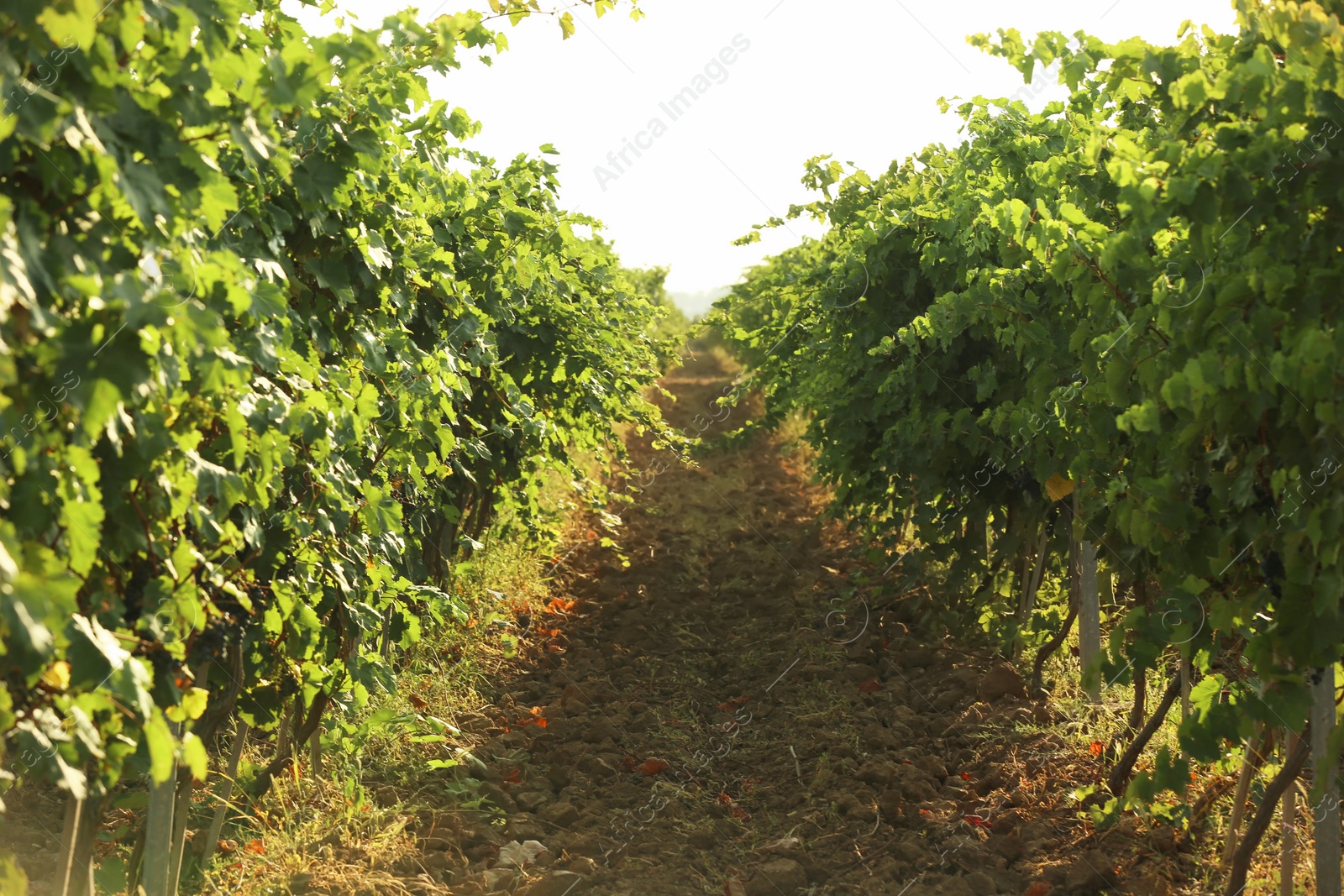 Photo of View of vineyard rows with fresh ripe juicy grapes on sunny day