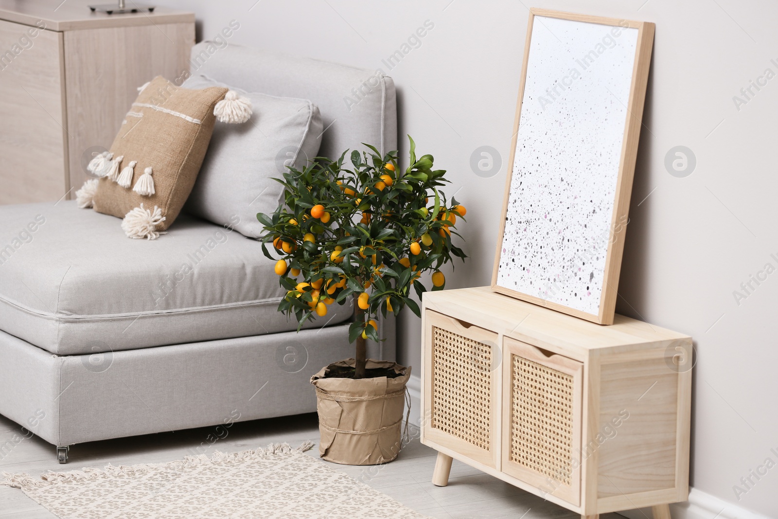 Photo of Potted kumquat tree on floor in living room. Interior design