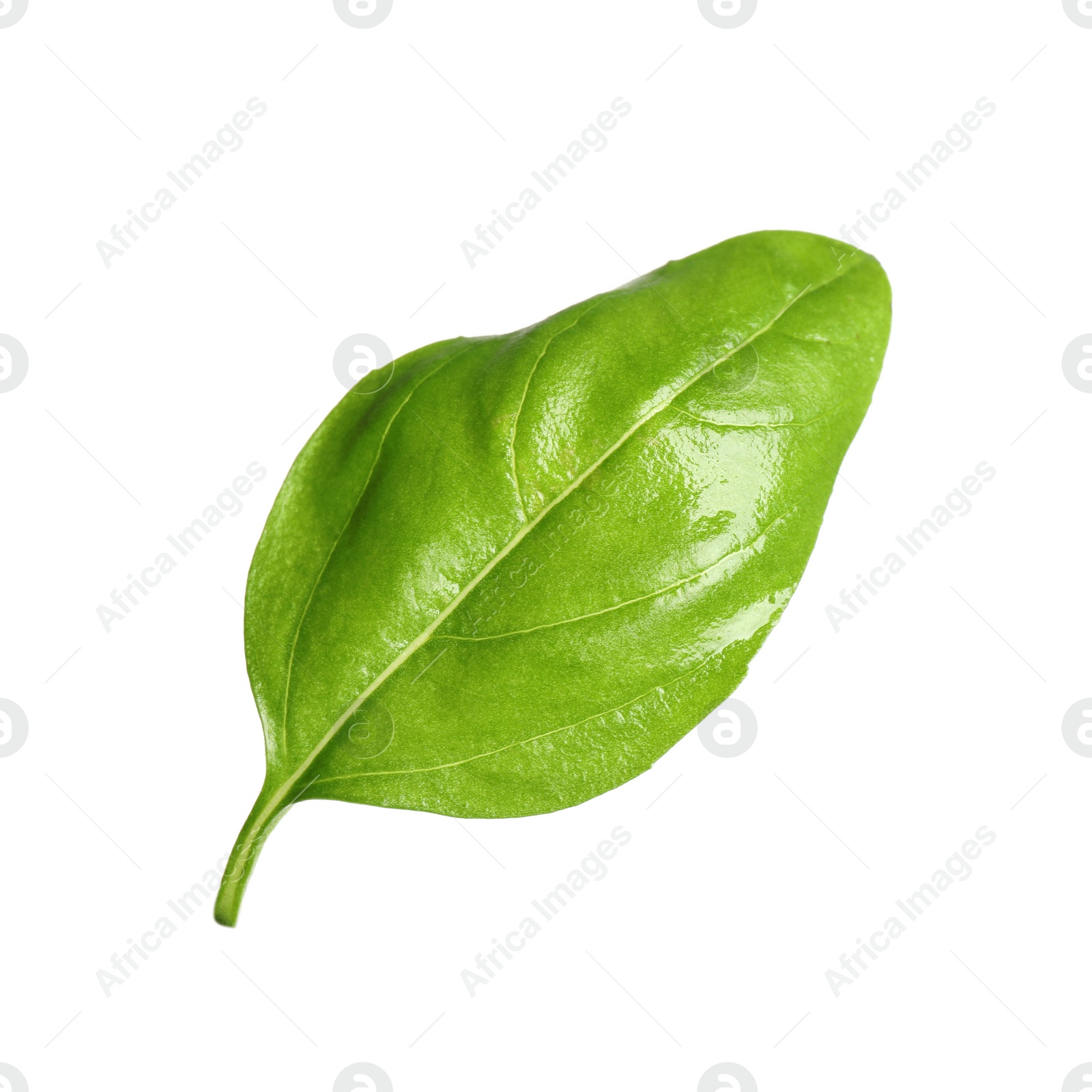 Photo of Fresh green basil leaf isolated on white