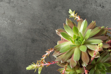 Photo of Beautiful echeveria on grey background, space for text. Succulent plant