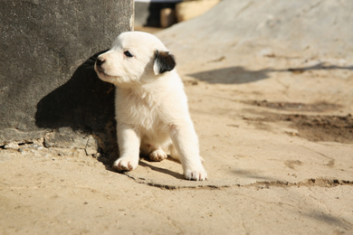 Photo of White stray puppy outdoors on sunny day. Baby animal