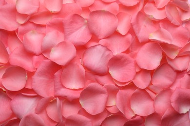 Beautiful pink rose flower petals as background, top view