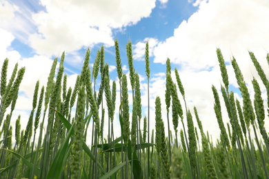 Photo of Green wheat field under cloudy sky, closeup. Agricultural industry