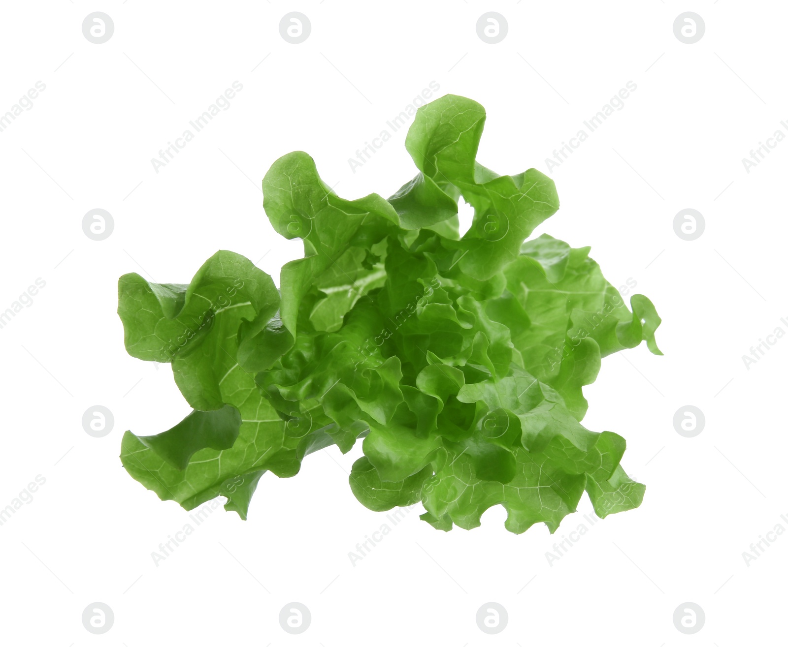 Photo of One green lettuce leaf isolated on white
