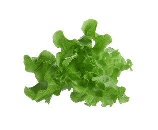 One green lettuce leaf isolated on white
