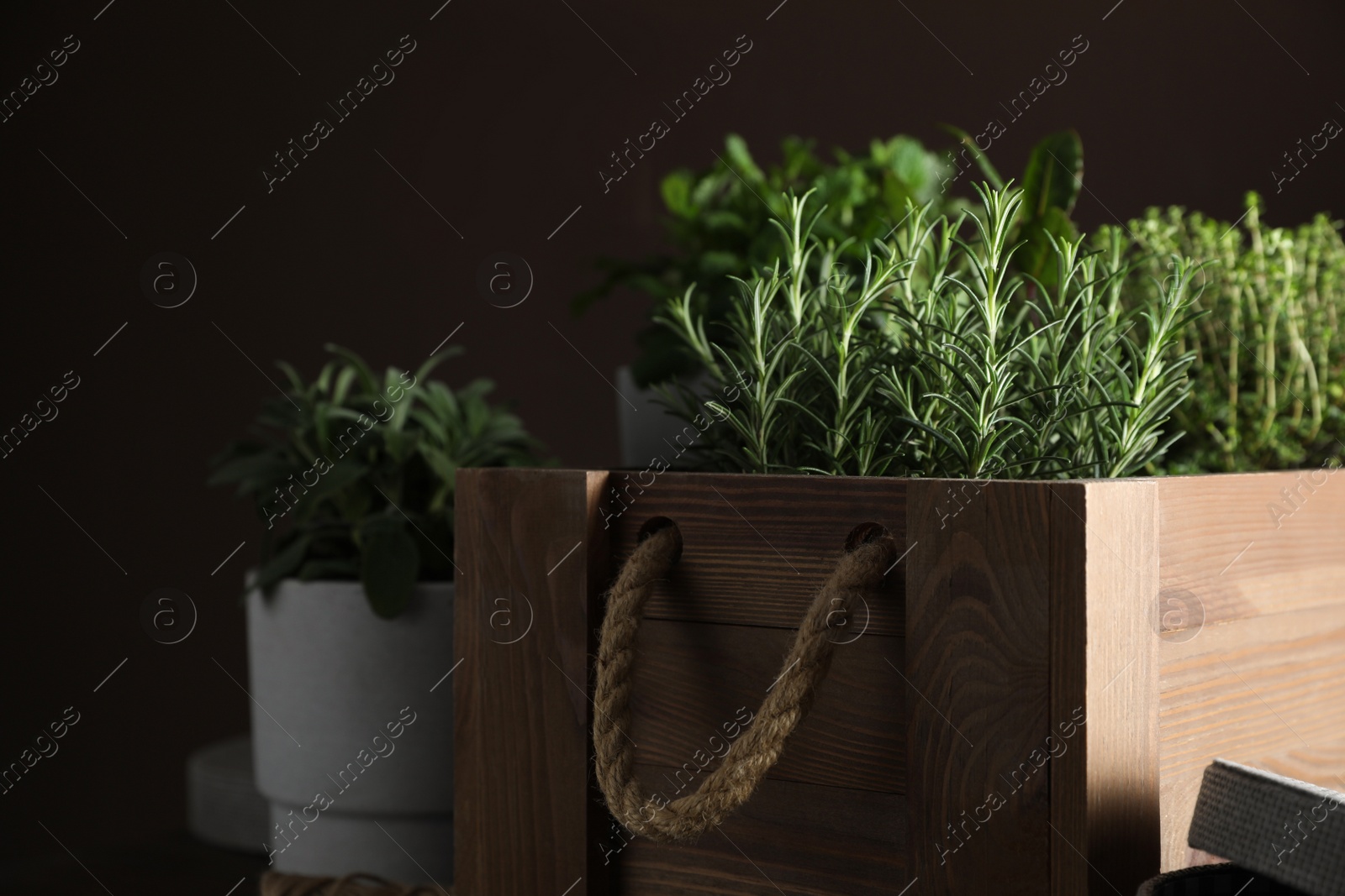 Photo of Different aromatic herbs growing in pots indoors