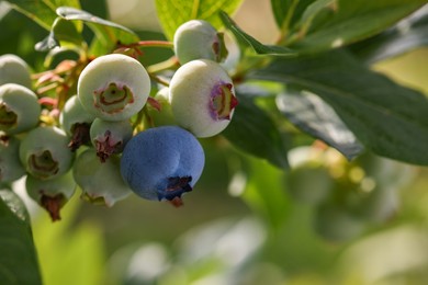 Photo of Wild blueberries growing outdoors, closeup and space for text. Seasonal berries