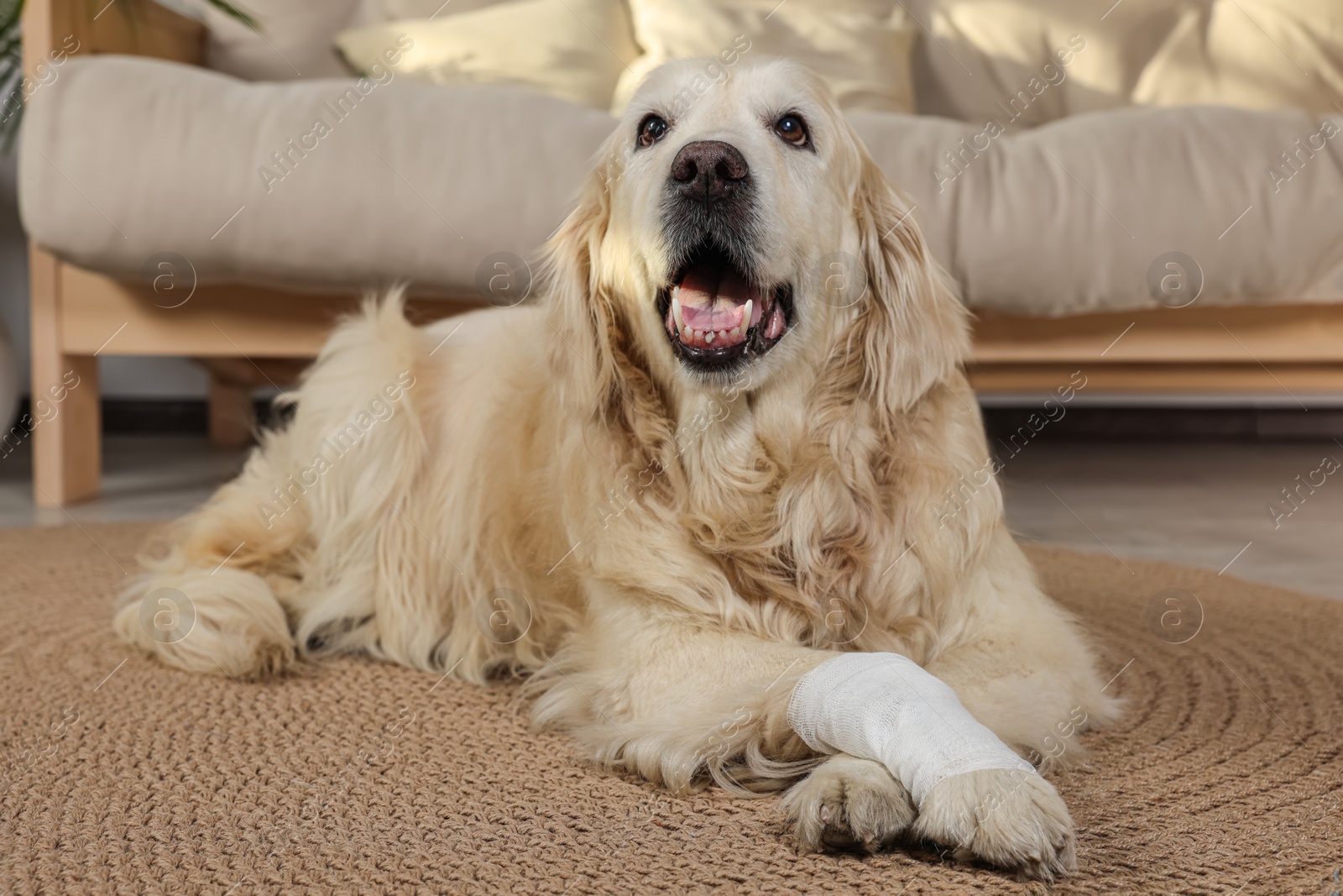 Photo of Cute golden retriever with bandage on paw at home