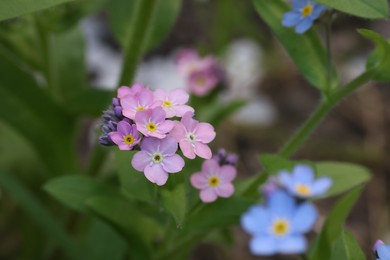 Photo of Beautiful forget-me-not flowers growing outdoors. Spring season