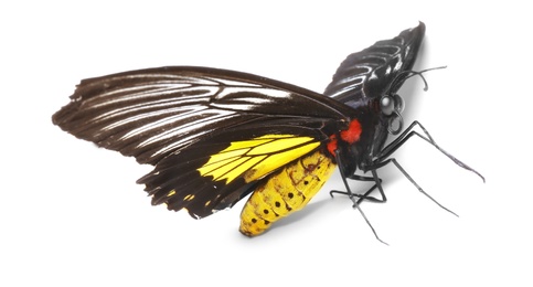 Photo of Beautiful common Birdwing butterfly on white background