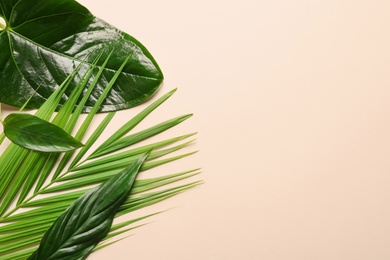 Photo of Different tropical leaves on color background, top view