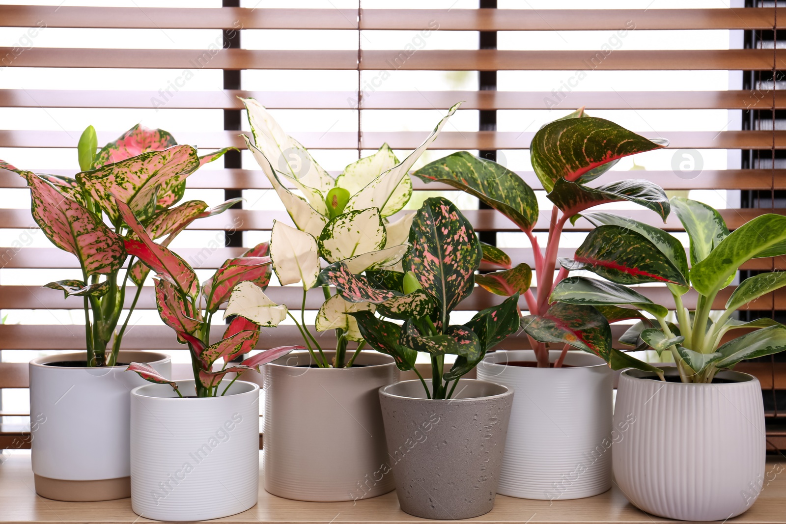 Photo of Beautiful houseplants on wooden window sill indoors