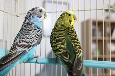 Beautiful bright parrots in cage indoors. Exotic pets