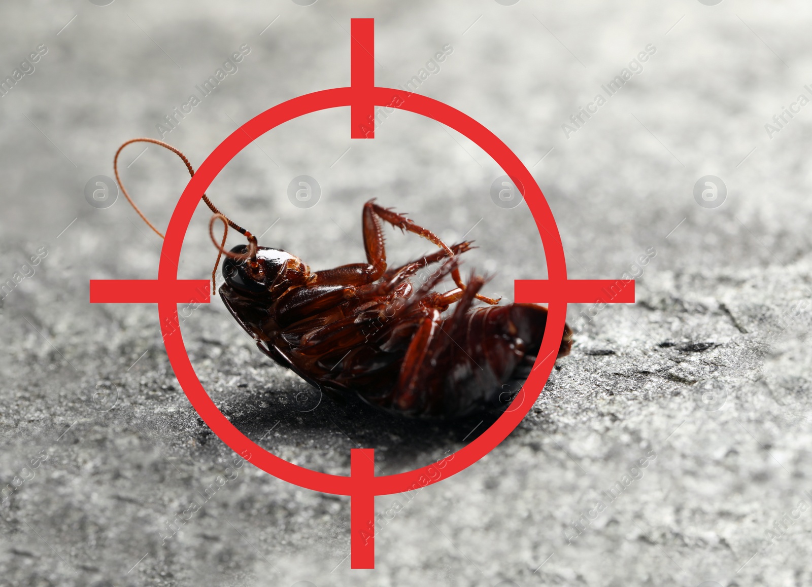 Image of Dead cockroach with red target symbol on grey surface. Pest control