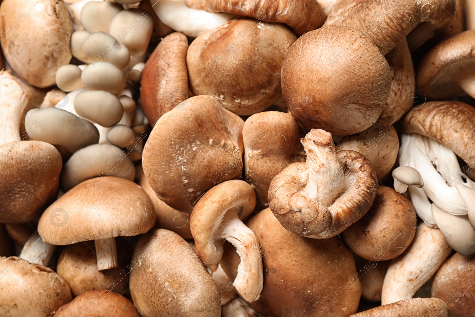 Photo of Fresh wild mushrooms as background, top view. Edible fungi