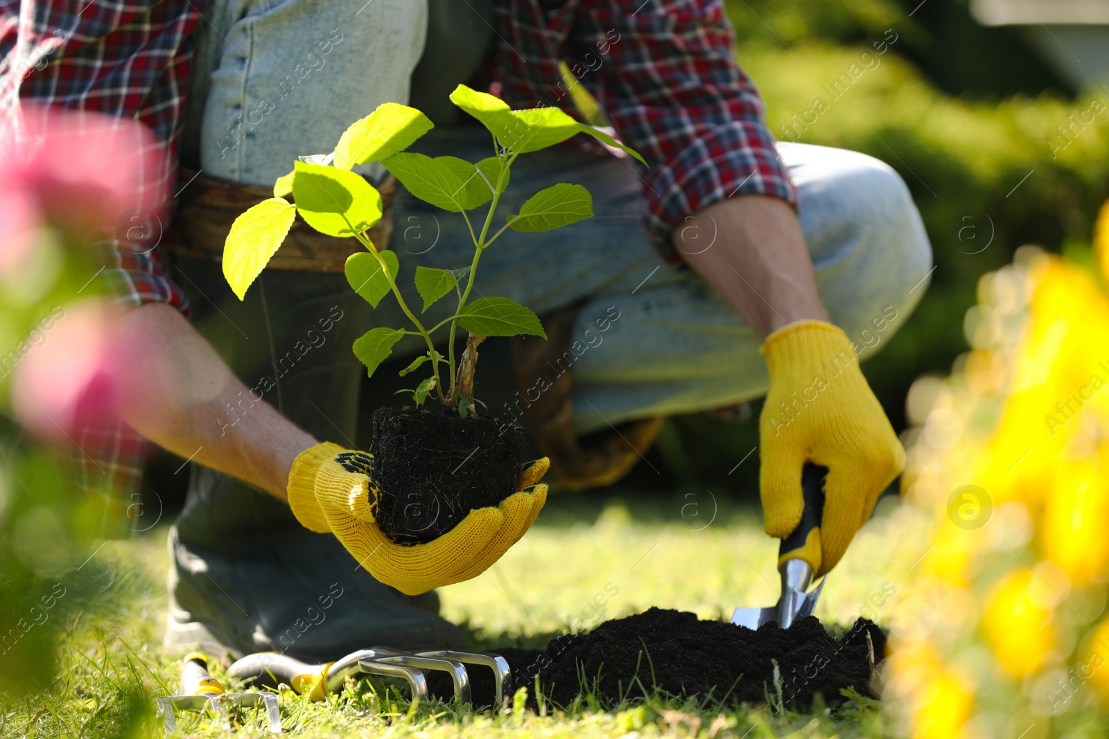 Photo of Man transplanting beautiful plant into soil outdoors on sunny day, closeup. Gardening time