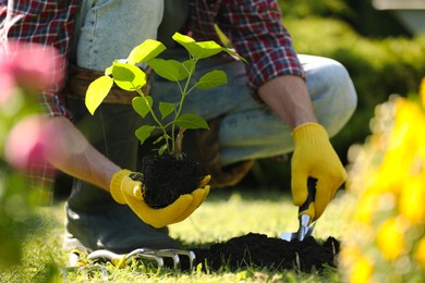 Man transplanting beautiful plant into soil outdoors on sunny day, closeup. Gardening time