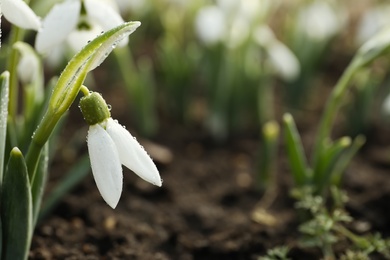 Beautiful snowdrop covered with dew outdoors, closeup. Early spring flower