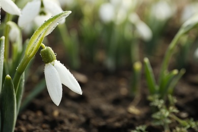 Photo of Beautiful snowdrop covered with dew outdoors, closeup. Early spring flower