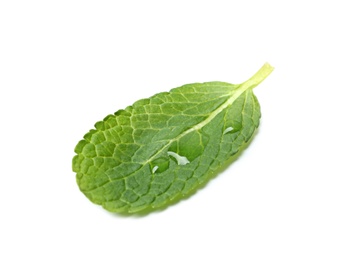 Wet leaf of fresh mint isolated on white