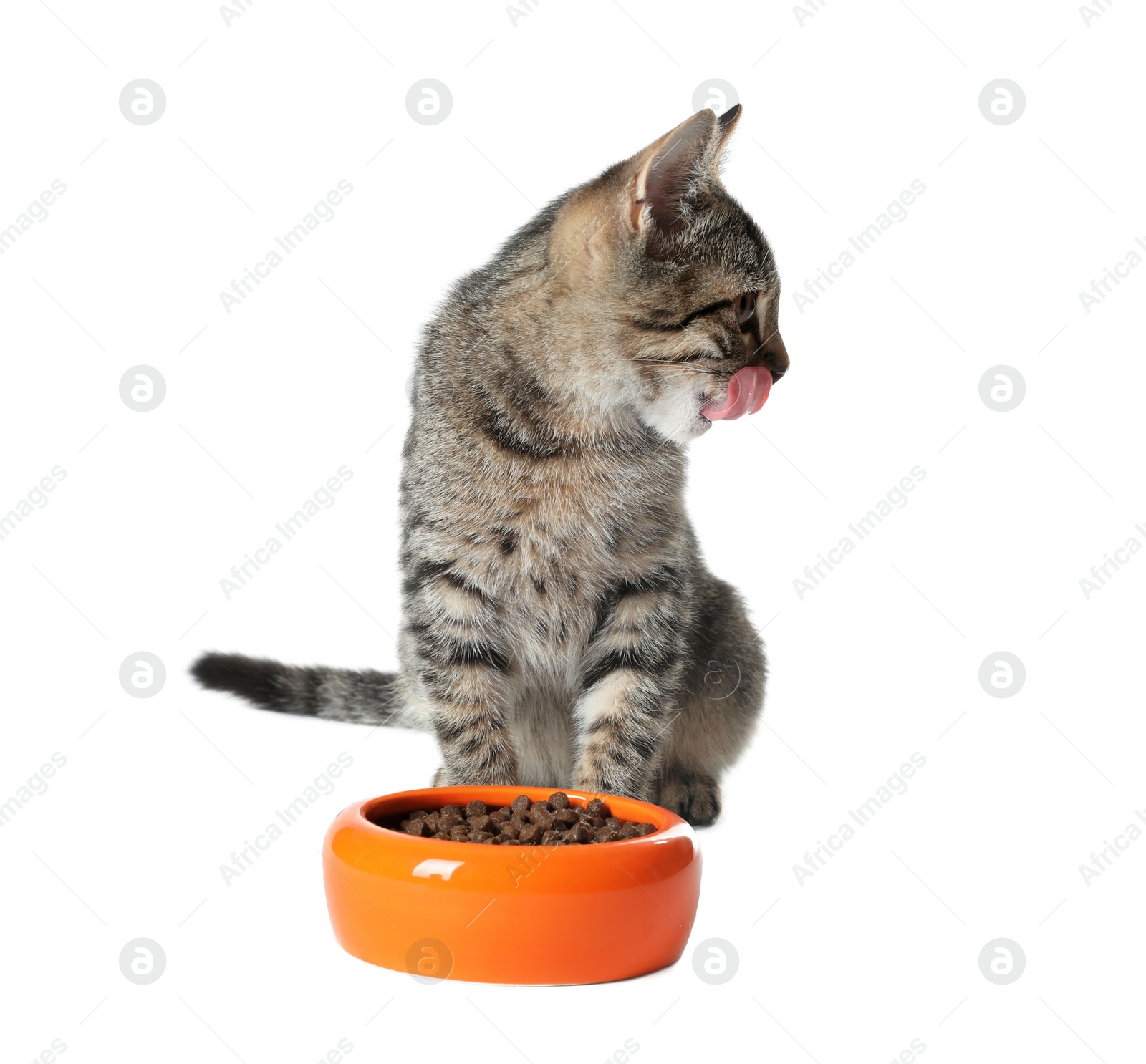 Photo of Grey tabby cat with feeding bowl on white background. Adorable pet
