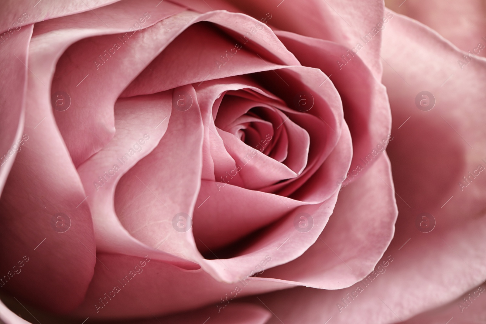 Photo of Closeup view of beautiful blooming rose as background. Floral decor