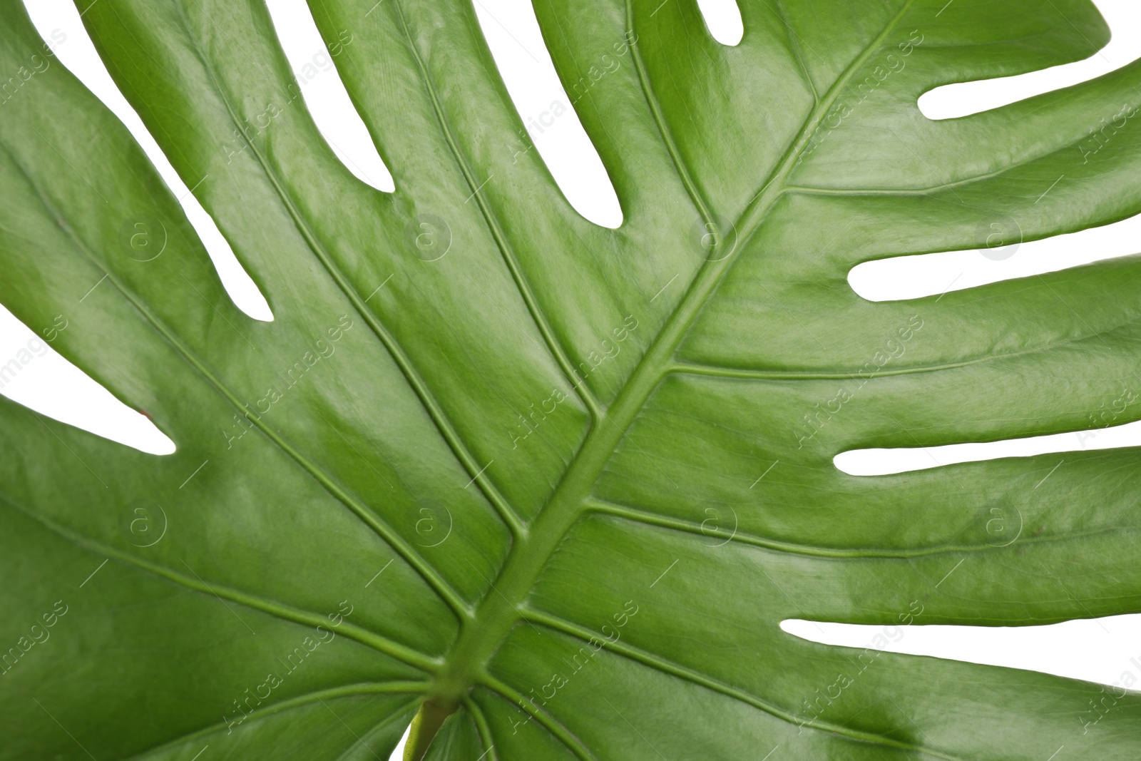 Photo of Fresh green tropical leaf isolated on white, closeup