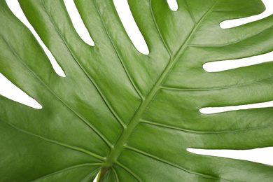 Fresh green tropical leaf isolated on white, closeup