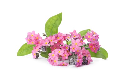 Photo of Beautiful pink Forget-me-not flowers isolated on white