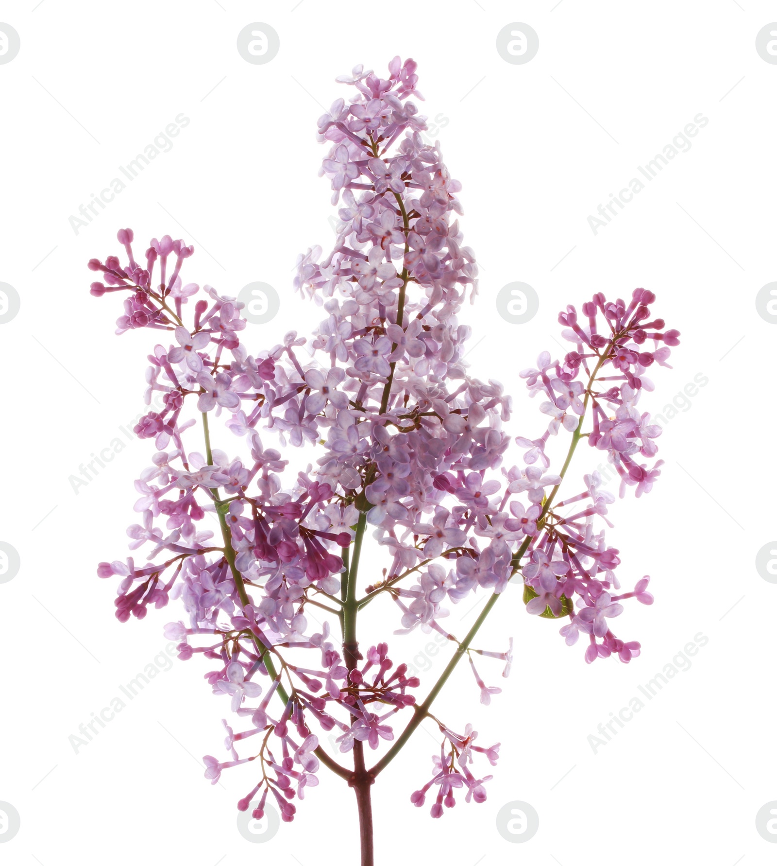 Photo of Branch with lilac flowers on white background