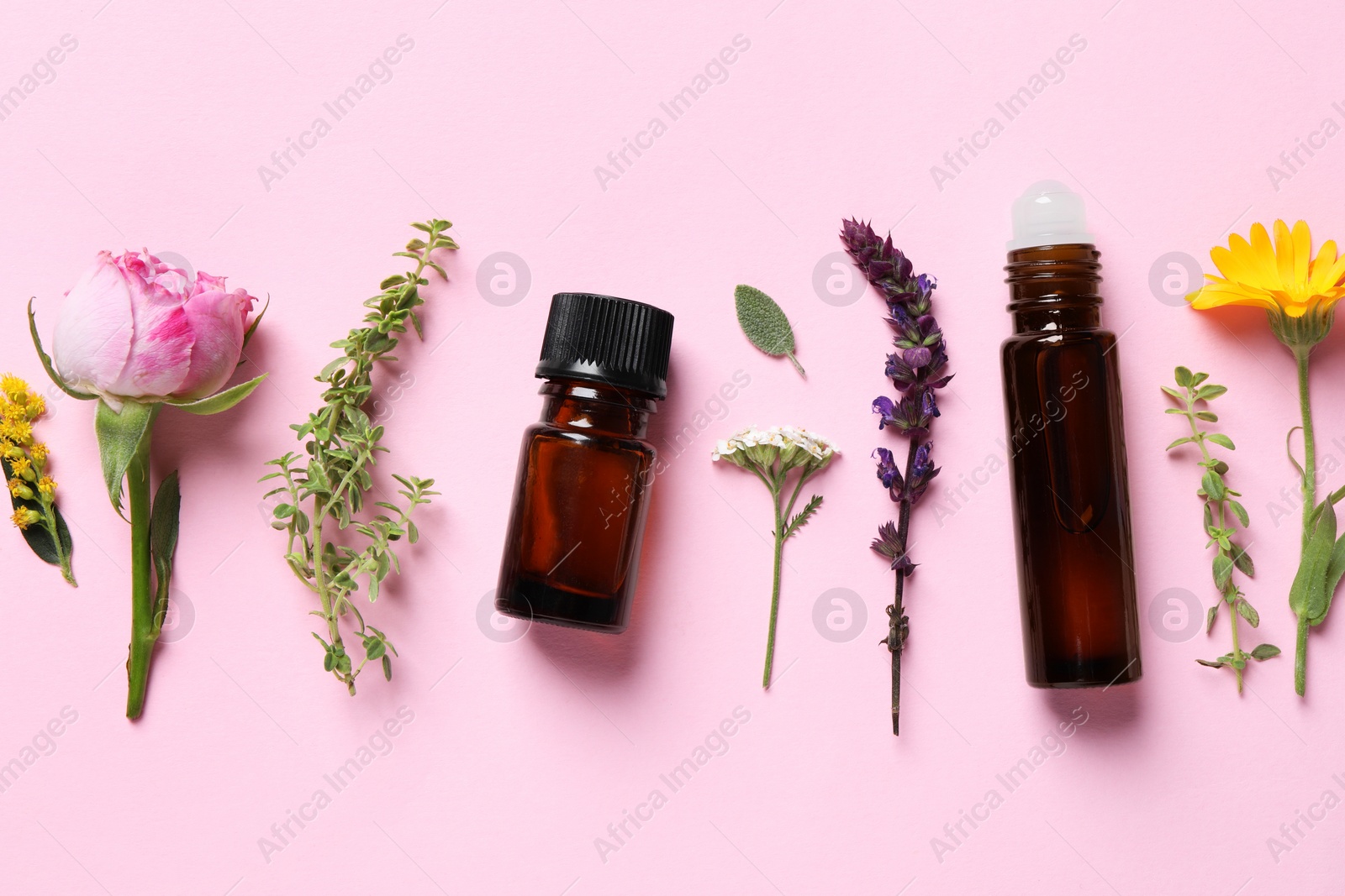 Photo of Bottles of essential oils, different herbs and flowers on pink background, flat lay